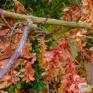 Buy Acer Capillipes (Snake-Bark Maple) online from Jacksons Nurseries