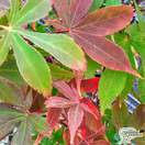 Buy Acer palmatum Osakazuki (Japanese Maple) online from Jacksons Nurseries