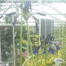 Buy Agapanthus 'Black Magic' (African Lily) online from Jacksons Nurseries.