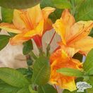 Buy Azalea ex/knap Klondyke' online from Jacksons Nurseries