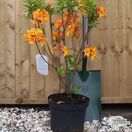 Buy Azalea ex/knap Klondyke' online from Jacksons Nurseries
