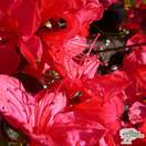 Buy Azalea japonica 'Stewartstonian' online from Jacksons Nurseries.