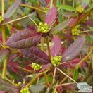 Buy Berberis julianae Bare Root
