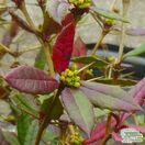 Berberis julianae bare root close up