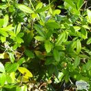 Berberis julianae bare root