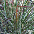Buy Calamagrostis  x acutiflors 'Overdam' (Feather Reed-Grass) online from Jacksons Nurseries
