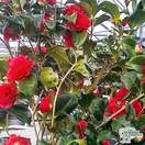 Buy Camellia japonica Lady campbell (Camellia) online from Jacksons Nurseries