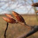 Carpinus betulus bare root bud