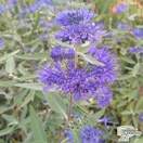 Buy Caryopteris x clandonensis Heavenly Blue (Bluebeard Lilac) online from Jacksons Nurseries.