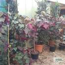 Buy Cercis canadensis Forest Pansy (North American Redbud/Judas Tree) online from Jacksons Nurseries