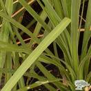 Buy Cordyline australis  (Cabbage Palm) online from Jacksons Nurseries.