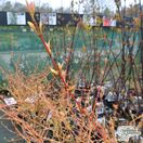 Buy Cornus alba 'Wintersun' (Red-barked Dogwood) online from Jacksons Nurseries