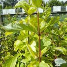 Buy Cornus alba aurea bare root