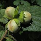 Corylus avellana bare root