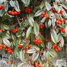 Cotoneaster franchetii bare root berries