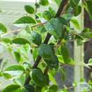 Buy Cotoneaster franchetii Bare Root