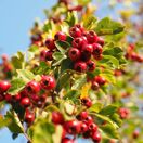 Crataegus monogyna bare root