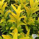 Buy Euonymus japonicus 'Happiness'  (Japanese spindle) online from Jacksons Nurseries