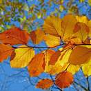 Fagus sylvatica bare root autumn colour