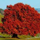 Fagus sylvatica bare root full tree autumn