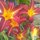 Buy Hemerocallis 'Crimson Pirate' (Daylilly) online from Jacksons Nurseries.