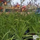 Buy Hemerocallis 'Crimson Pirate' (Daylilly) online from Jacksons Nurseries.