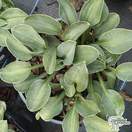Buy Hosta 'Blue Mouse Ears' (Plantain Lily) online from Jacksons Nurseries.