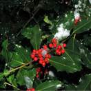 Buy common holly hedging