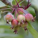 Buy Crab apple tree (Malus sylvestris) bare root online from Jacksons Nurseries.