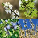 Buy Mixed Native Hedge Pack (Hawthorn Base) bare root