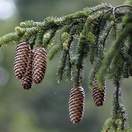 Buy Picea abies Bare Root