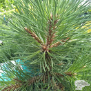 Buy Pinus nigra nigra (Austrian pine, Black Pine) online from Jacksons Nurseries.