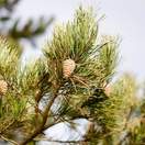 Pinus sylvestris bare root cones