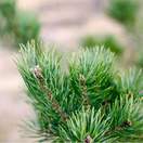 Buy Pinus sylvestris Bare Root