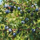 (Prunus spinosa bare root