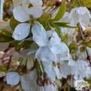 Buy Prunus incisa Frilly Frock (Cherry Tree) online from Jacksons Nurseries