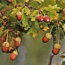 Buy Quercus robur Bare Root