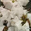 Buy Rhododendron egret Select (Dwarf Rhododendron) online from Jacksons Nurseries.