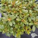 Buy Rhododendron egret Select (Dwarf Rhododendron) online from Jacksons Nurseries.