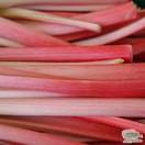 Buy Rhubarb- Red Champagne 'champagne crowns' in the UK' online from Jacksons Nurseries.