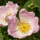 Buy Rosa canina Bare Root