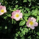 Rosa canina Base bare root 3 flowers and foliage