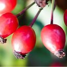 Rosa canina Base bare root 4 rose hips