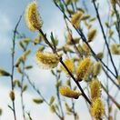 Buy Salix alba Bare Root