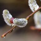 Salix alba bare root 4 bloom