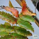 Sorbus aucuparia bare root 3 autumn foliage colour
