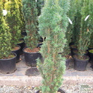 Buy Taxus baccata Fastigiata Robusta online from Jacksons Nurseries