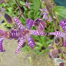 Buy Tricyrtis hirta 'Empress' (Toad Lily) online from Jacksons Nurseries.