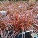 Buy Uncinia Rubra Everflame(Red Hook Sedge) online from Jacksons Nurseries.