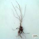 Buy Amelanchier canadensis (Bare Root) in the UK